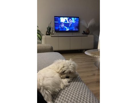 Balım orijinal 1 numara maltese terrier