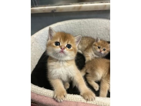Ankaranın en seçkin golden british shorthair yavruları
