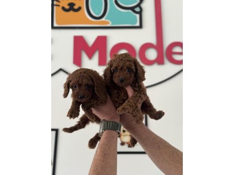 Petmede köpek çiftliğinde ziyarete açık toy poodle
