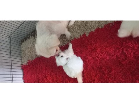Yavru imperiyal dişi pekinez köpekler