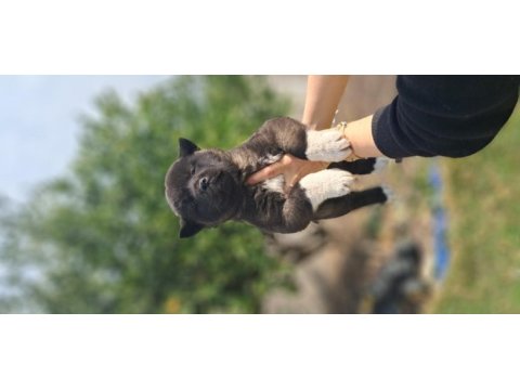 Akita show