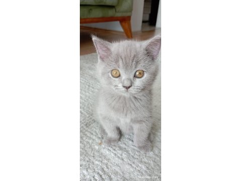 British shorthair son iki yavrumuz