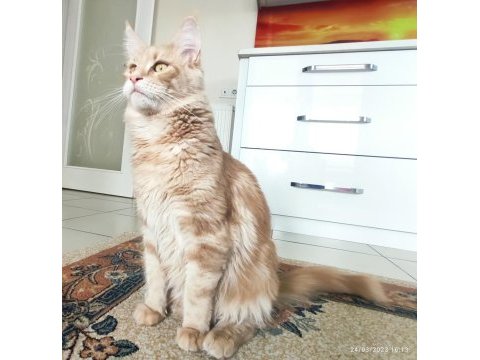 Yetişkin üretim şecereli dişi maine coon