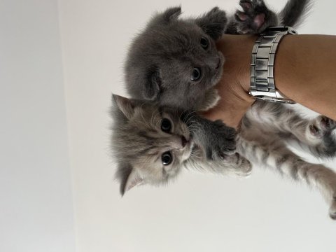 30 günlük scottish fold ve british yavrular