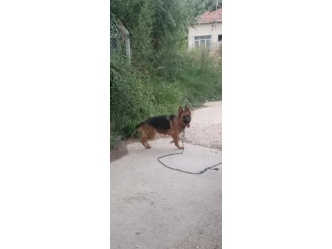 3 yaşında dişi alman kurdu sahiplendirilecektir