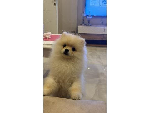 Pomeranian boo