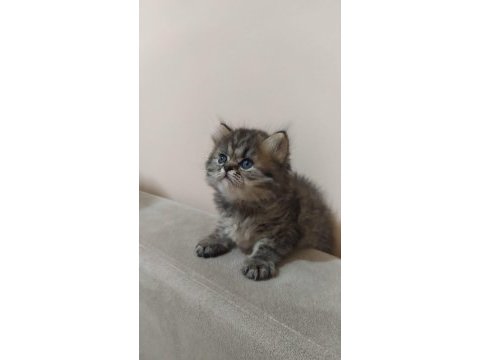 Chinchilla yavrularımız yeni yuvalarını arıyor