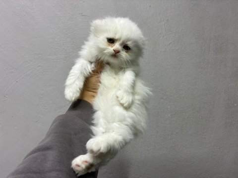 Irk ve sağlık garantili scottish fold