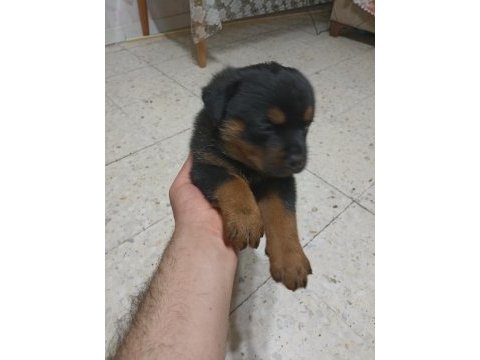 45 günlük rottweiler yavrusu