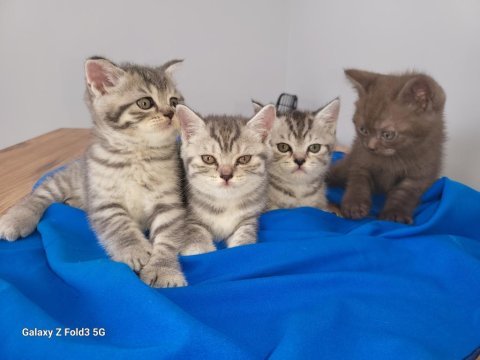 Whiskas british shorthair sağlıklı ve güçlü