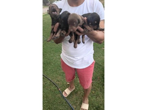 Irk garantili doberman