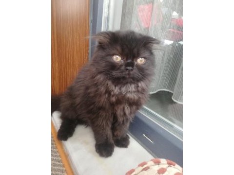 Siyah british longhair