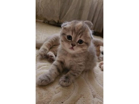 Scottish fold minikler