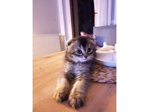 Oyuncu scottish fold yavrumuz