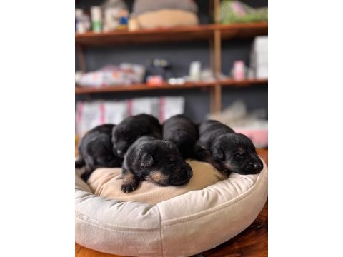 Burkemden korumacı sadık dost alman çoban köpeği yavrular