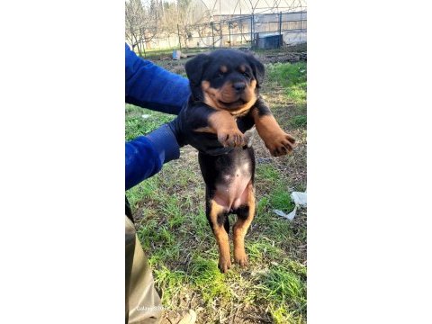 Üst düzey kalite rottweıler piyasaya göre uygun
