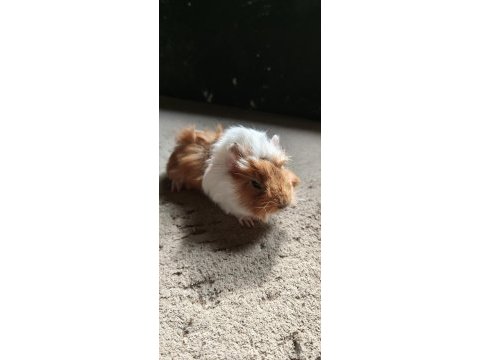 İstanbul bağcılar ginepig