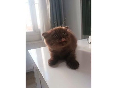 Scottish fold yavrumuz yeni sahibini bekliyor.