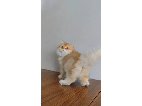 British longhair yavrularımız yeni yuvalarını arıyor