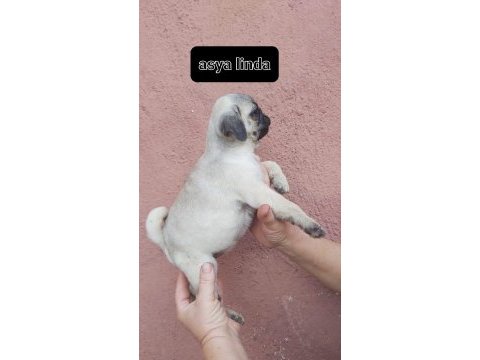 Pug mops bebekler