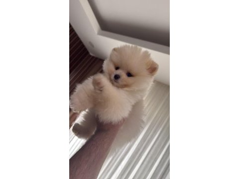 Safkan pomeranian boo yavru 2.5 aylık
