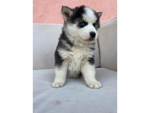 Irk garantili husky yavrularımız