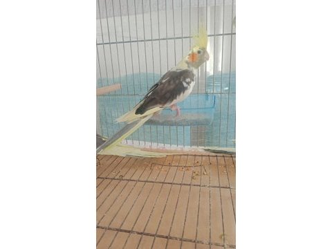 Full evcil sultan papağanı
