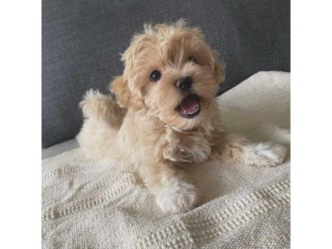 Kore maltipoo köpeklerimiz