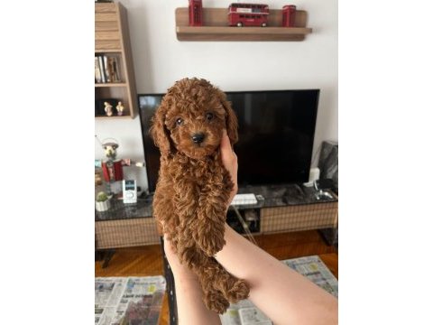 0-3 aylık toy poodle yavrular