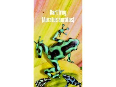Dart frog tr üretim