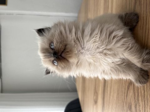 British longhair chocolate point dişi yavru