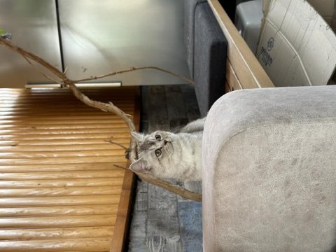 Silver ns 11 4 aylık scottish yavrumuz annesi fotolarda