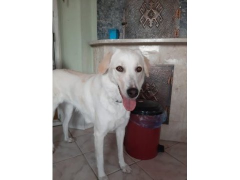 Golden retriever sahiplendirme
