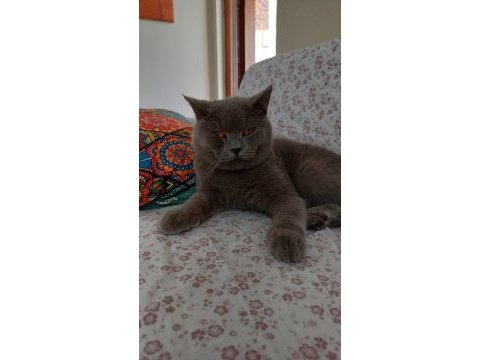 British shorthair kedimizi sahiplendirmek istiyoruz