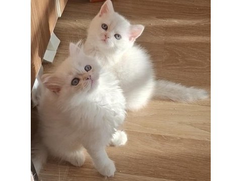 Longhair ve shorthair dişi-erkek yavru kedilerimiz