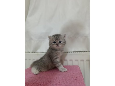 Güzeller güzeli british