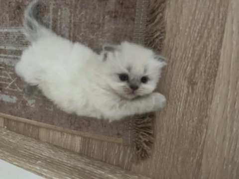 Scottish fold kedimizi sahiplendirme