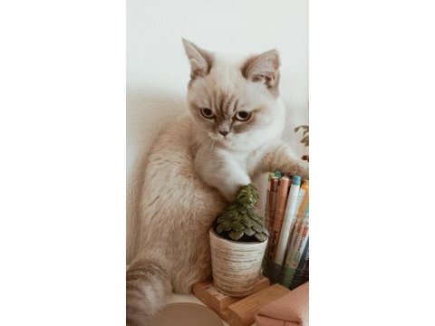 British shorthair blue point dişi kedimiz