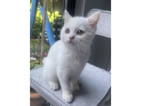 Oyuncu güzel british shorthair kız