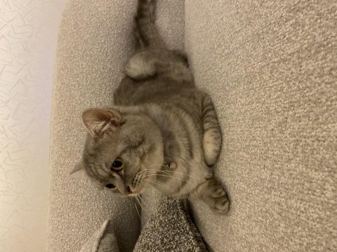 Erkek 1 yaşında british shorthair