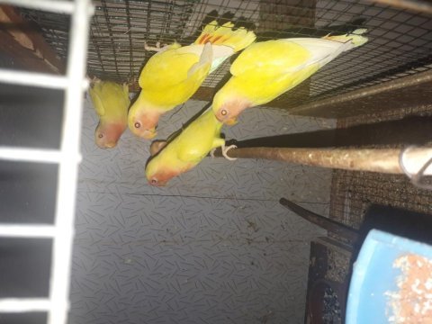 Cennet ve sarı sevda papağanı yavrular