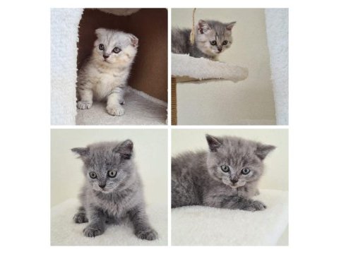 British shorthair bebeklerimiz büyüyor