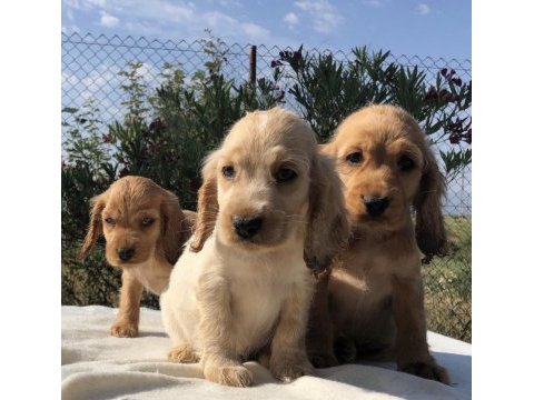 Irk garantili cocker yavruları