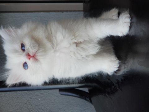 British longhair golden point
