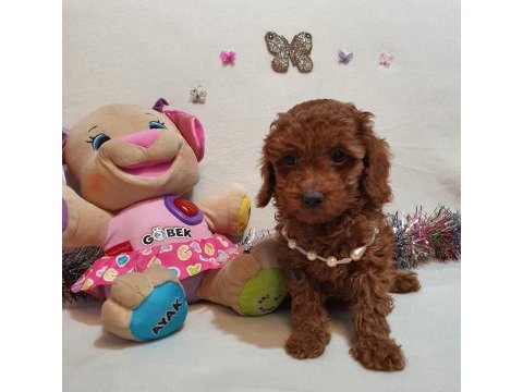 Irk ve sağlık garantili anne altından poodle yavrular