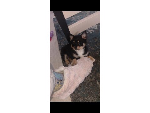 2 aylık çiş pedi eğitimli chihuahua