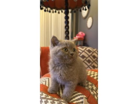 British shorthair kedimize yuva arıyoruz
