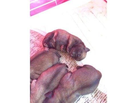 Safkan benli pug yavruları yuva arıyor
