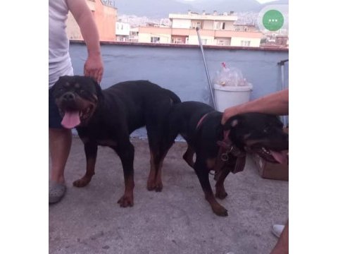 Rottweiler yavrularımız 2 günlük oldu