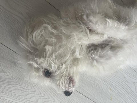 Evcil maltese terrier